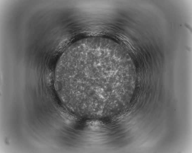 X0000096210503200802081505