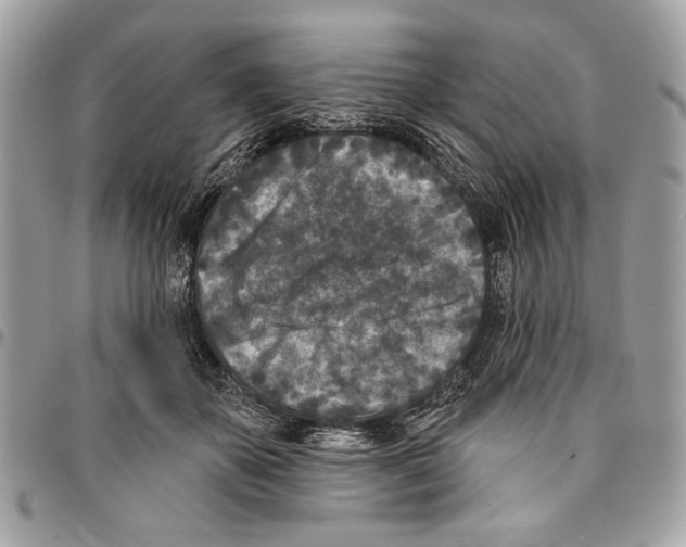 X0000096210507200802081505