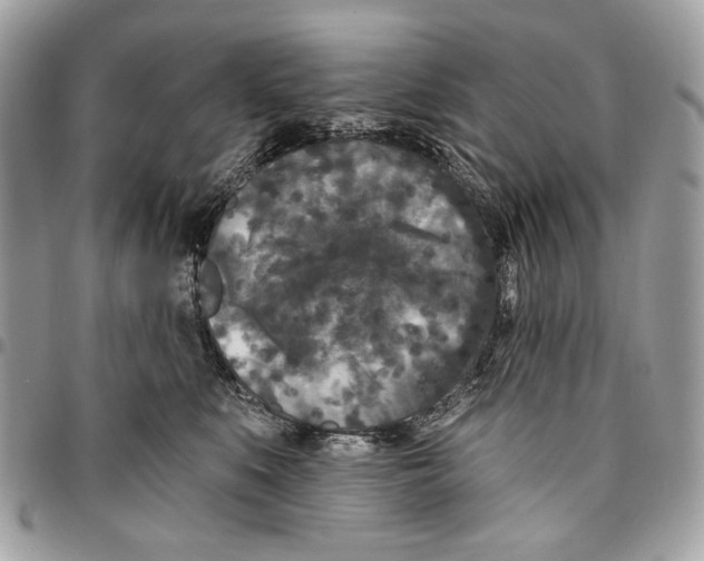 X0000096210519200802081505