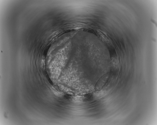 X0000096210527200802081505