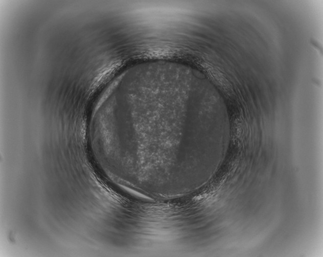 X0000096210640200802081503