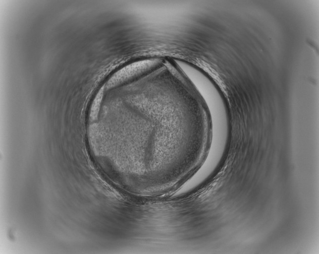 X0000096210673200802081503