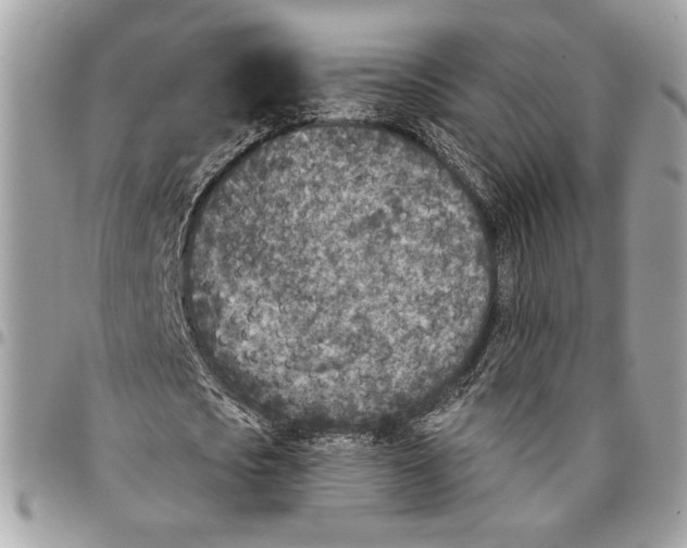 X0000096210721200802081501