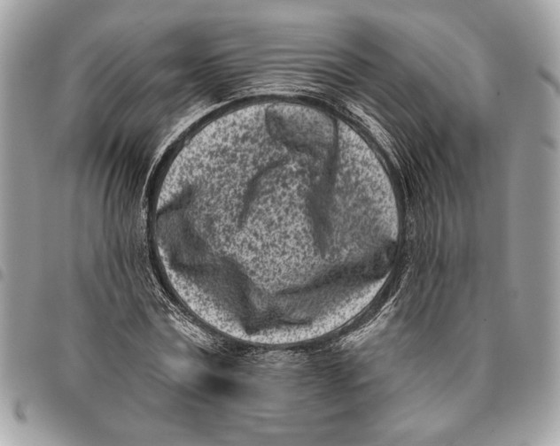 X0000096210779200802081501