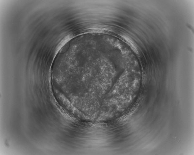 X0000096210899200802081459