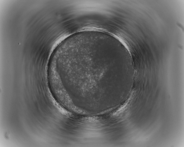 X0000096210995200802081457