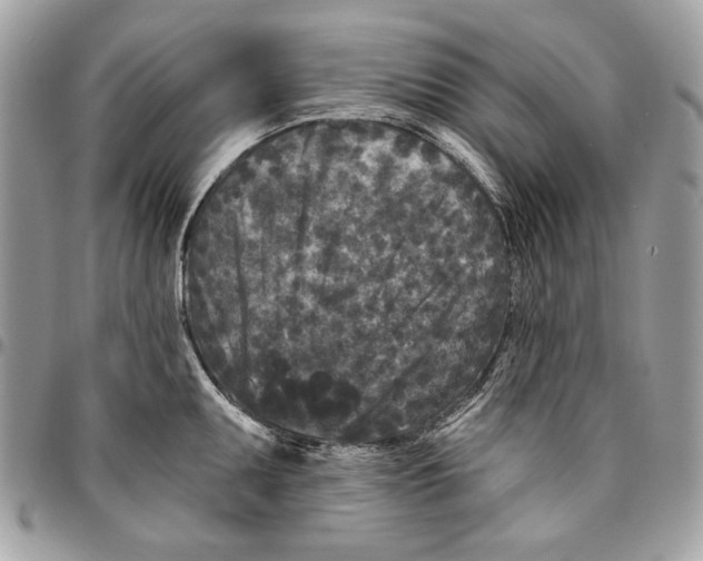 X0000096211095200802081456