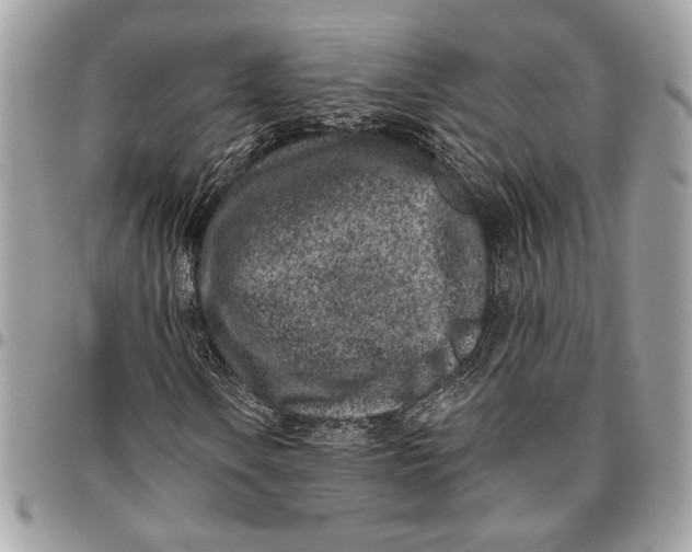 X0000096211106200802081455