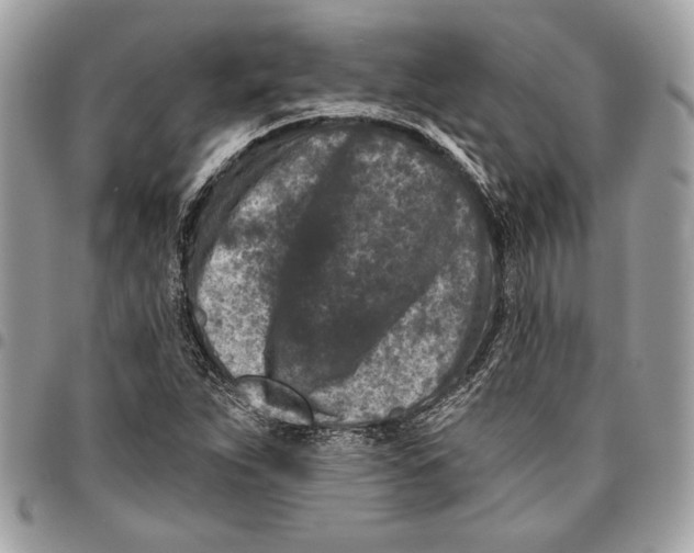 X0000096211263200802081453