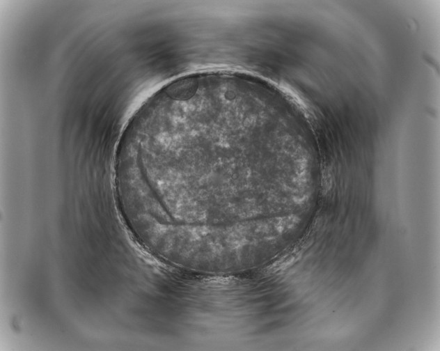 X0000096211279200802081453