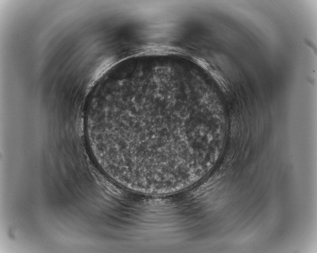 X0000096211459200802081450