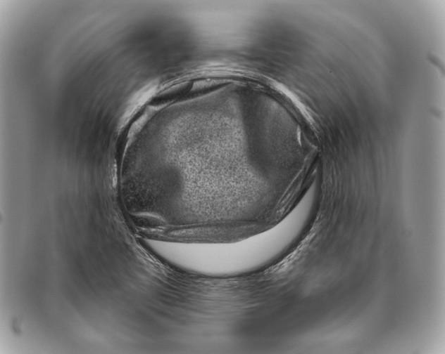 X0000096211461200802081450