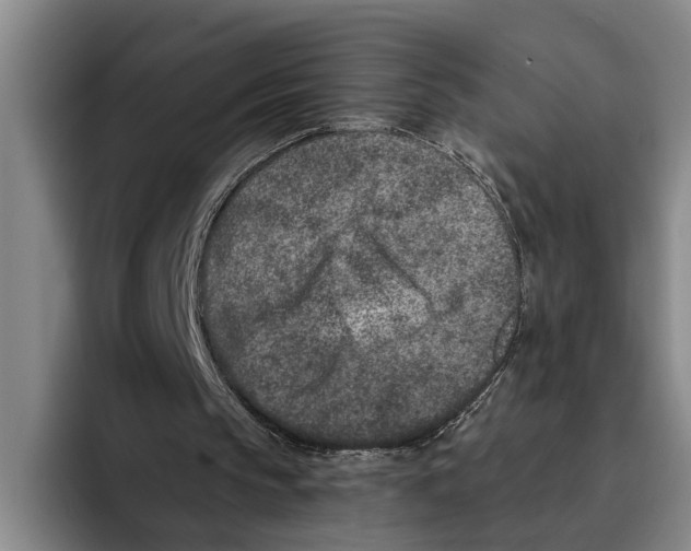 X0000096210145200802151509