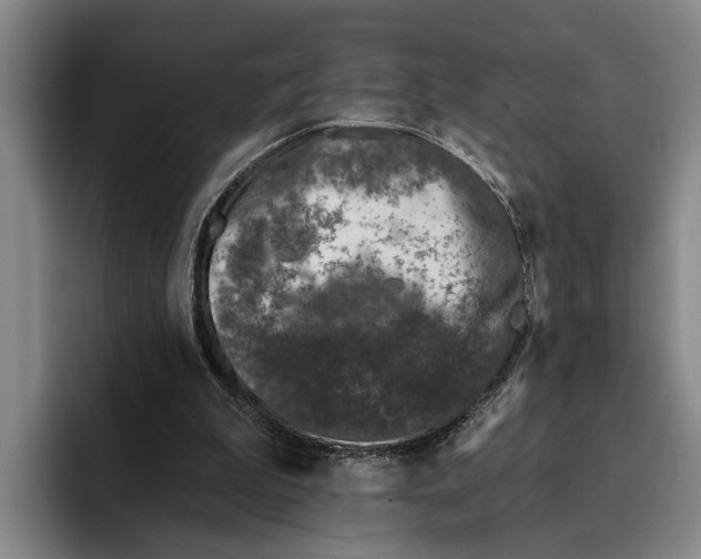 X0000096210199200802151509