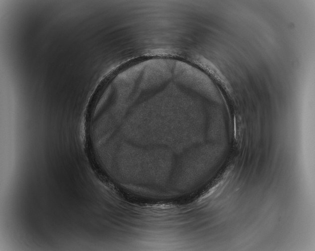 X0000096210204200802151509