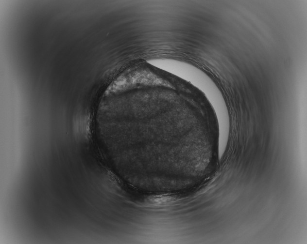 X0000096210219200802151508