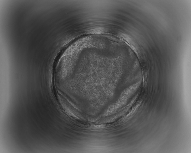 X0000096210301200802151507