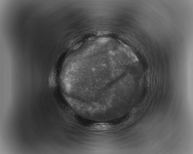 X0000096210316200802151507