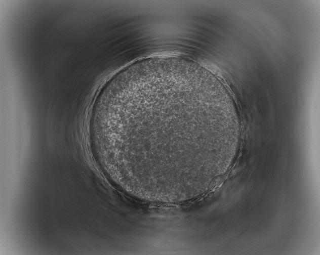 X0000096210337200802151506
