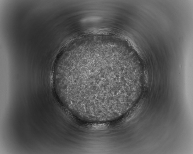 X0000096210357200802151506