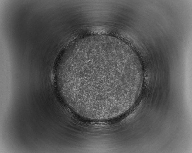 X0000096210359200802151507