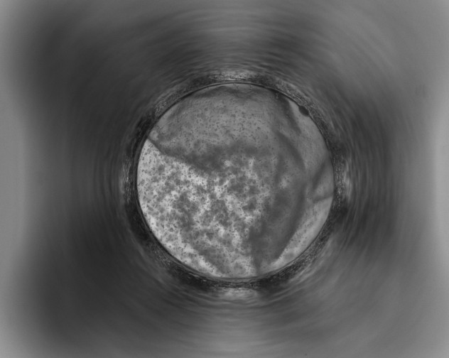 X0000096210360200802151507