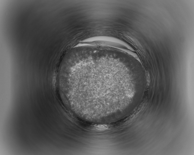 X0000096210409200802151506