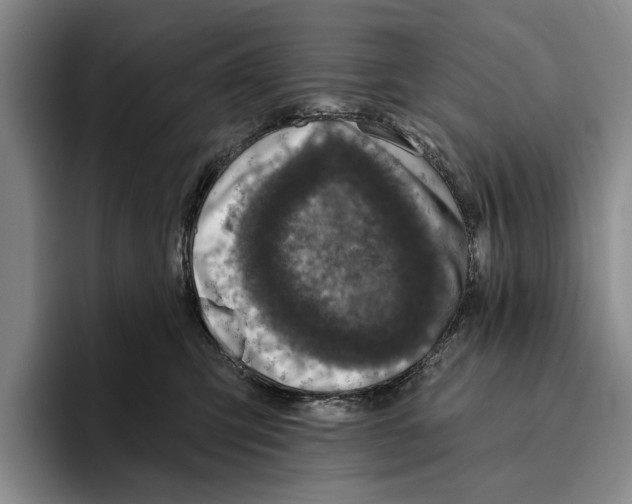 X0000096210423200802151506