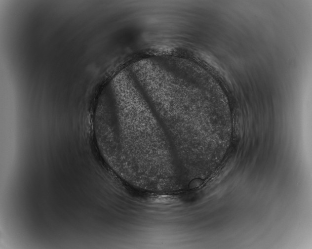 X0000096210467200802151505