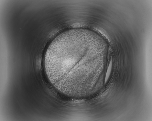 X0000096210491200802151505