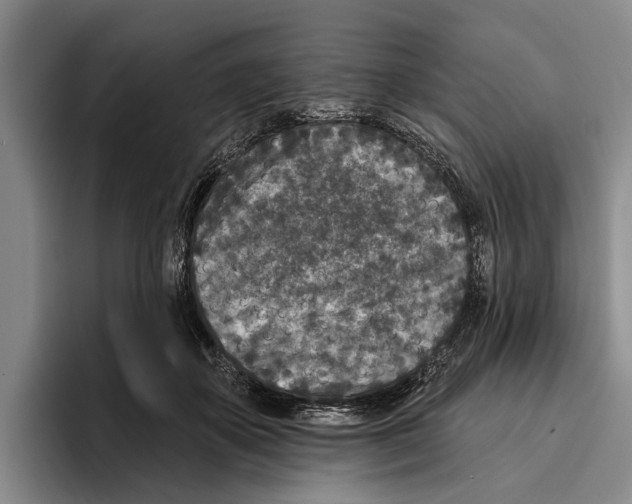 X0000096210507200802151505