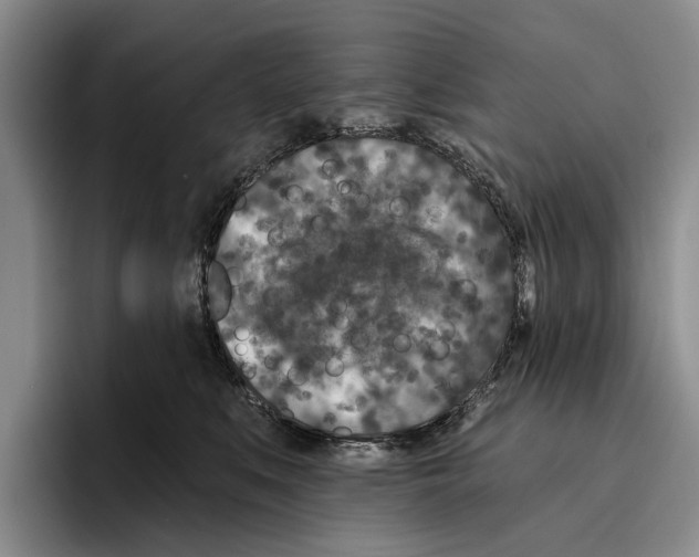 X0000096210519200802151504
