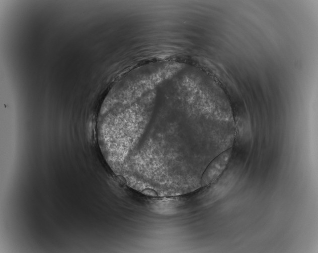X0000096210527200802151504