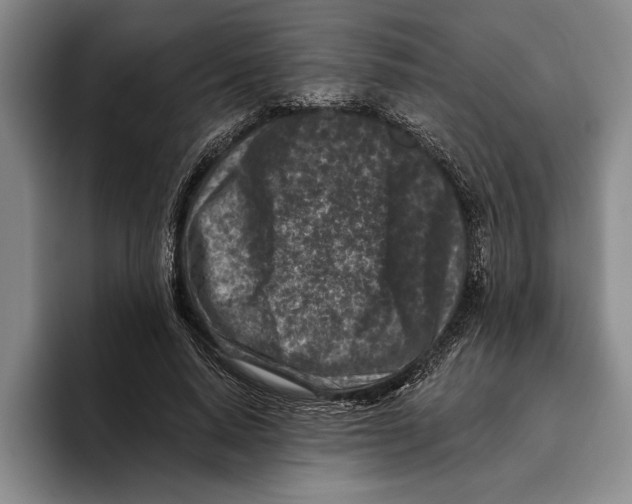 X0000096210640200802151503