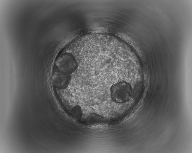 X0000096210721200802151501