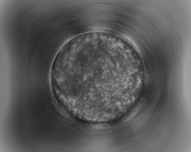 X0000096210899200802151459