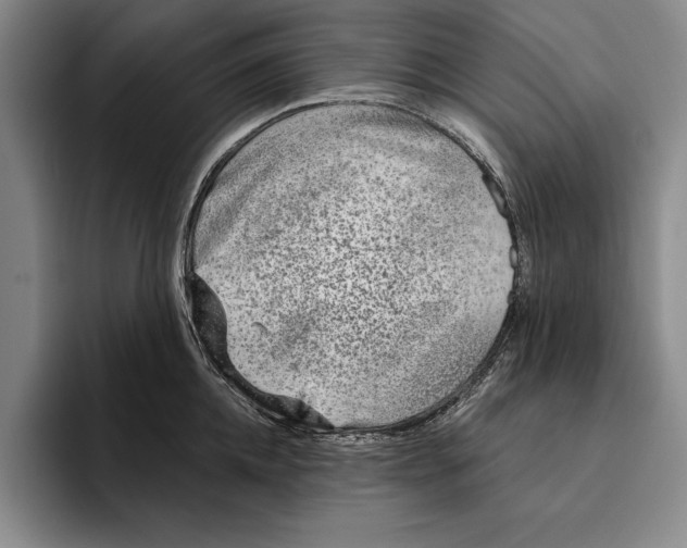 X0000096210952200802151459