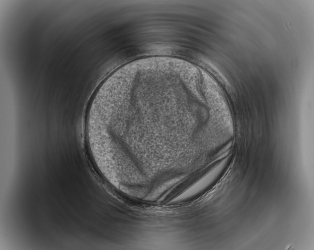 X0000096210994200802151458