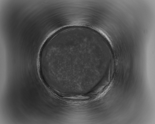 X0000096211077200802151457