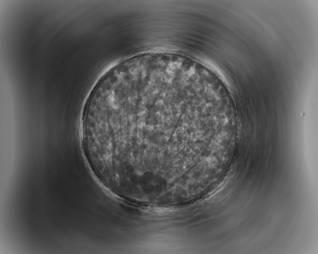 X0000096211095200802151457