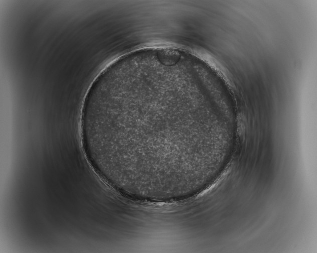 X0000096211229200802151455