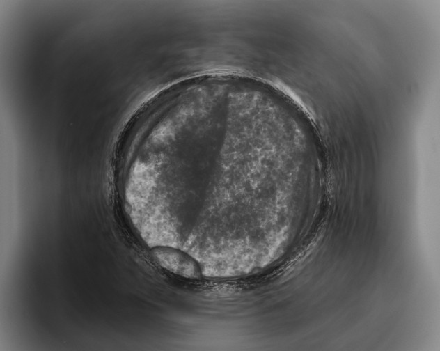 X0000096211263200802151455