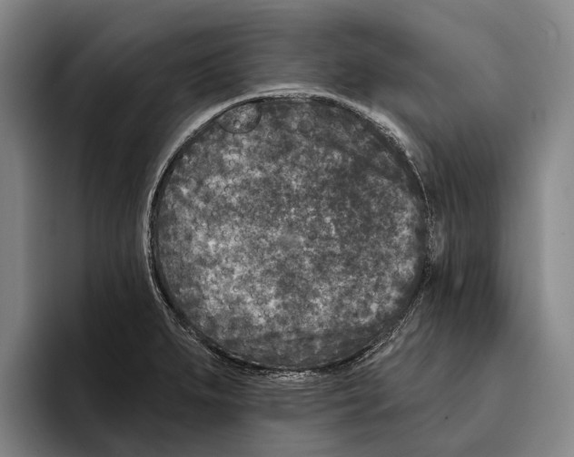 X0000096211279200802151454