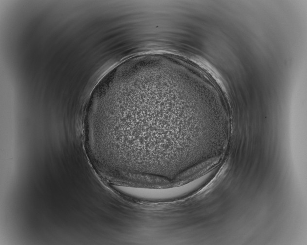 X0000096211385200802151453