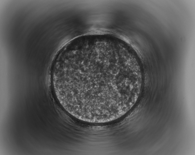 X0000096211459200802151452