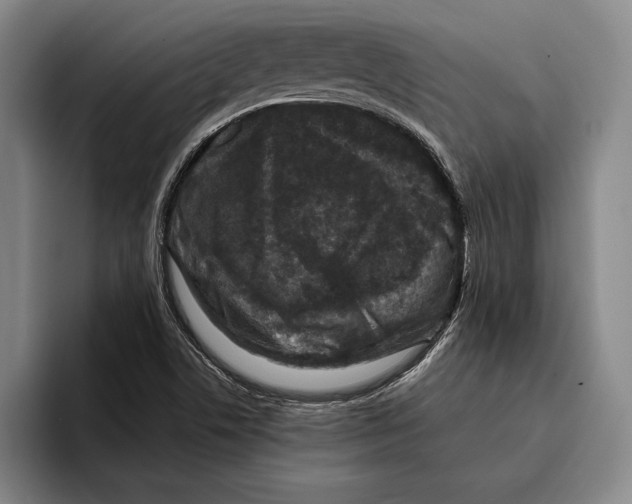 X0000096211506200802151451