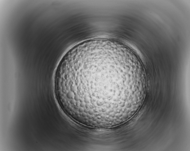 X0000096221483200801181019