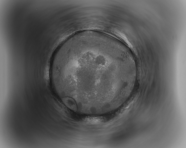 X0000096220299200801181456