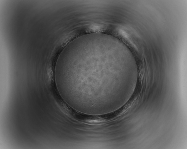 X0000096220459200801181454