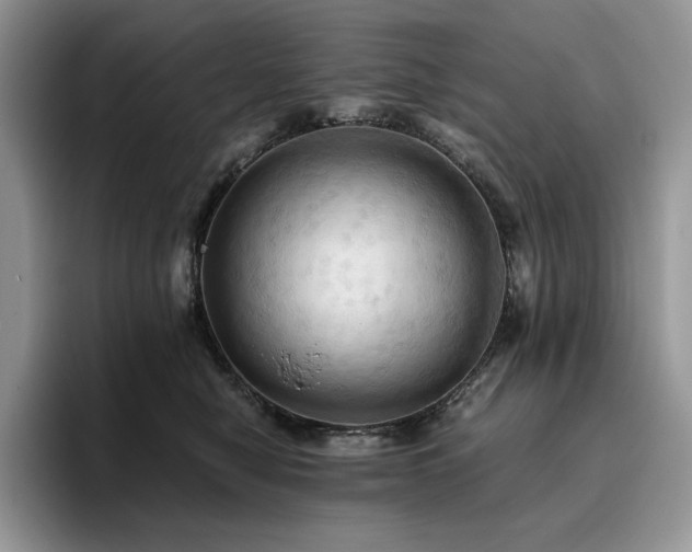 X0000096220470200801181454